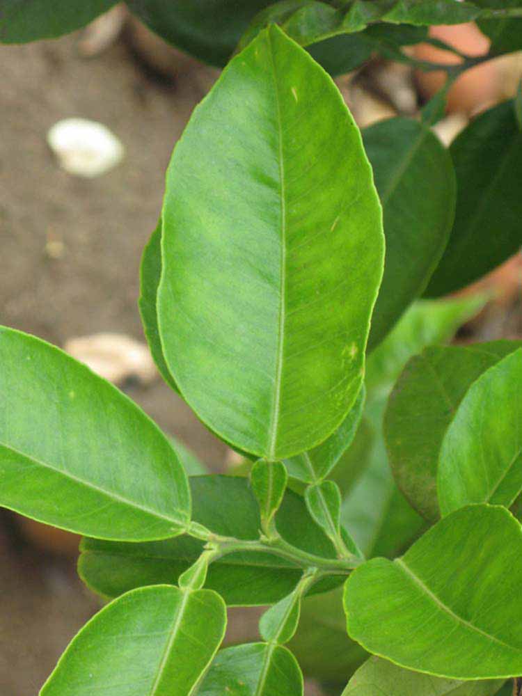              Unifoliolate leaf (Riverside, CA)       
